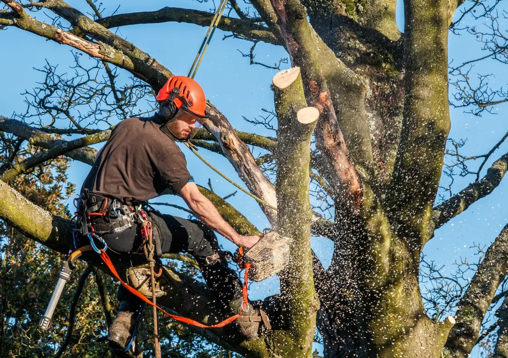 Tree Surgeon Near Me West Midlands Sawing